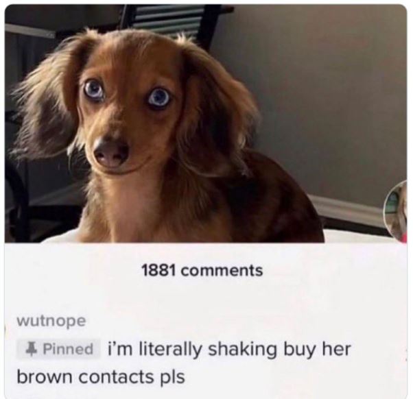 cringe titktok posts - dog - 1881 wutnope Pinned i'm literally shaking buy her brown contacts pls