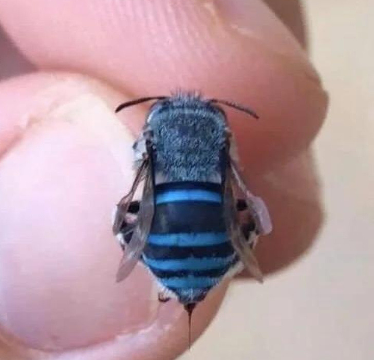 fascinating pics - blue bees