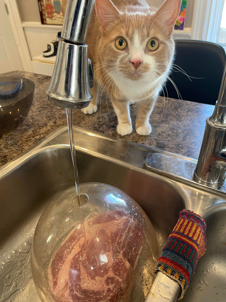 “The top of a terrarium doubles as a protector for my thawing prime rib. He wants it so bad.”