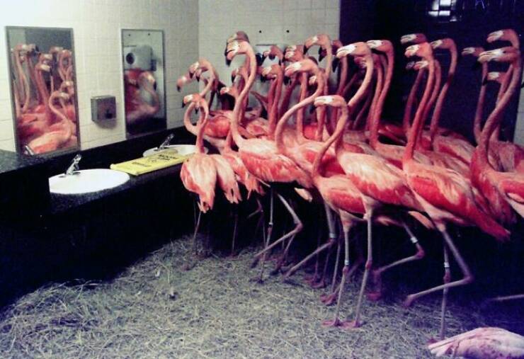 fascinating photos from history - flamingos in the bathroom