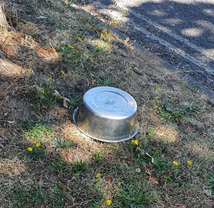 “Every day, without fail, someone walks by and tips over the fresh water bowl we put out for dogs on our street.”