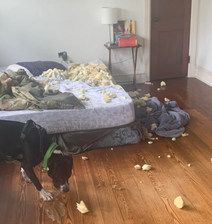 “My dog ate my bed.”