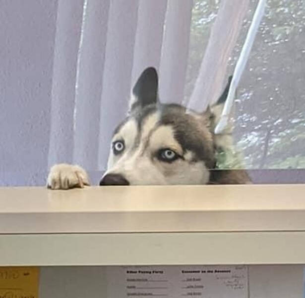 “Excuse me, sir. Who do I speak with concerning the lack of bacon in this office?”