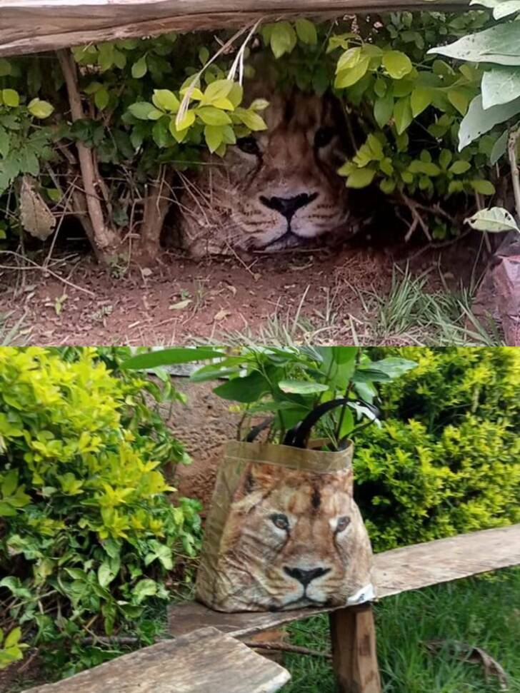 “Residents called the wildlife service because they saw a ’lion’.”