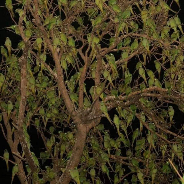 pics with confusing perspectives - vrindavan tree without leaves