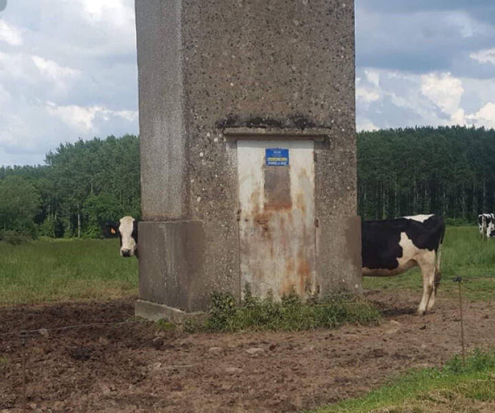 pics with confusing perspectives - long cow