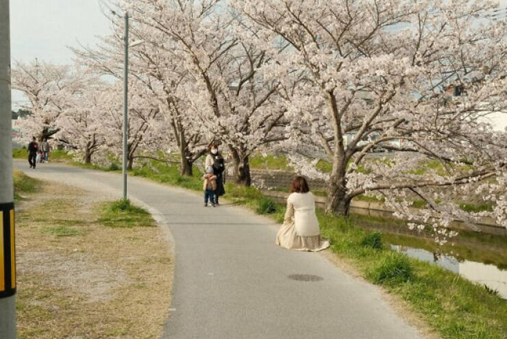 pics with confusing perspectives - cherry blossom