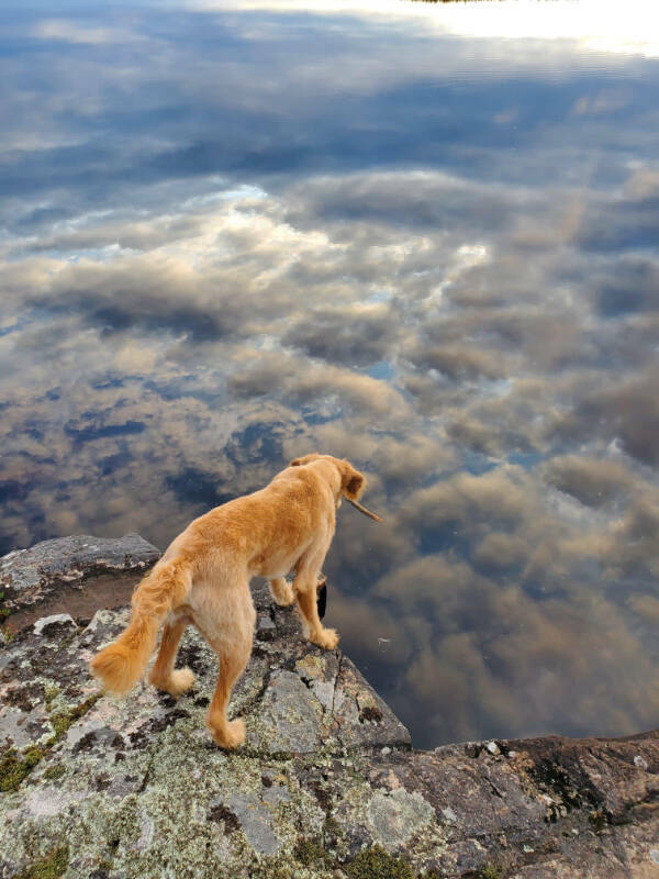pics with confusing perspectives - dog