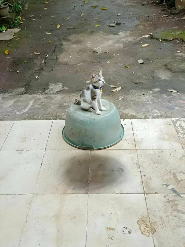 Just a cat riding his magic bucket.
