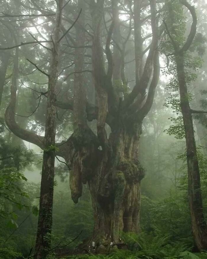 This 800 Year Old Tree In Japan