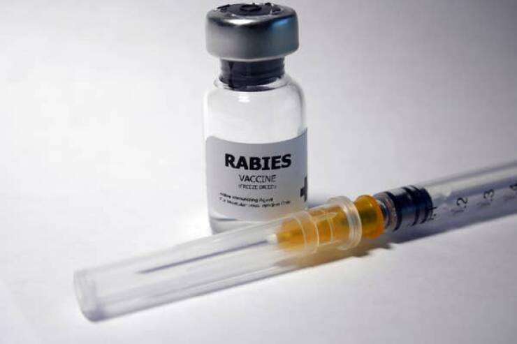 "If you get bit by a wild animal, you must get the rabies vaccine. Rabies is not like a flu or mild inconvenience. It’s one of the most lethal diseases on the planet. It has a near 100% fatality once the disease takes hold (and it’s a horrible way to go)."