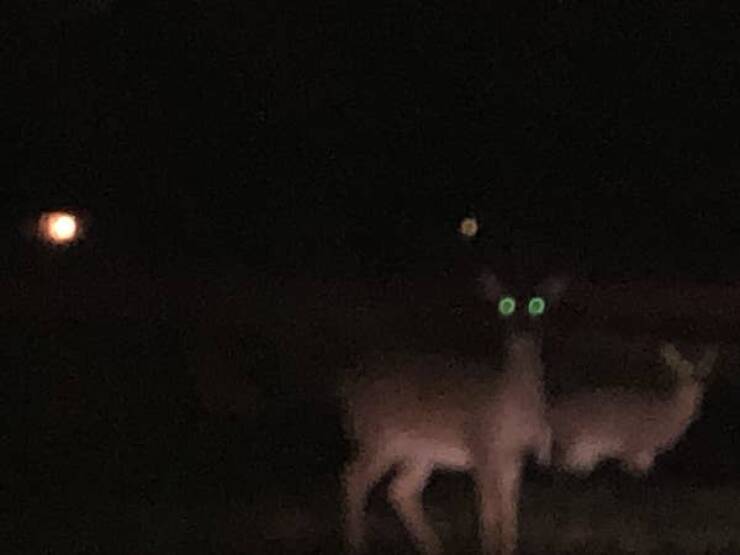 "When you're driving down the highway, check the sides of the road for glowing eyes of animals like deer and elk. It's the best way to avoid or prepare yourselves for possible collisions with animals."