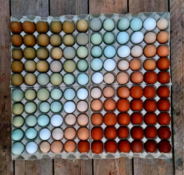 fascinating photos - chicken egg colors