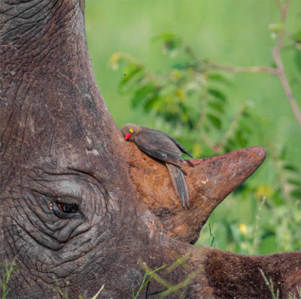 fascinating photos - bird and rhino - Ca