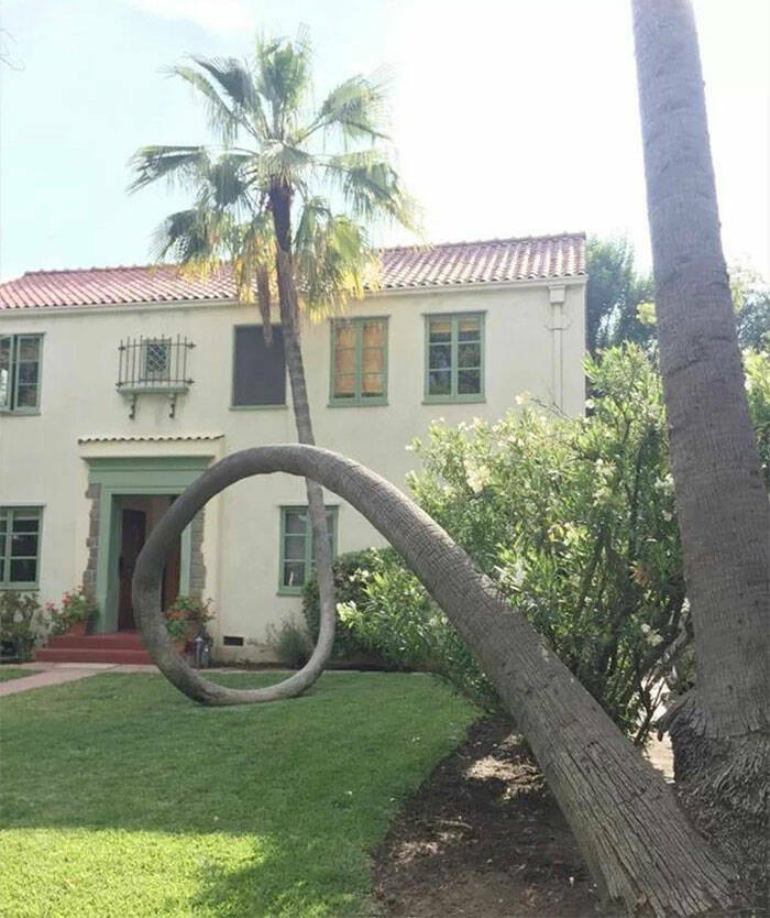 fascinating photos - palm tree fell over