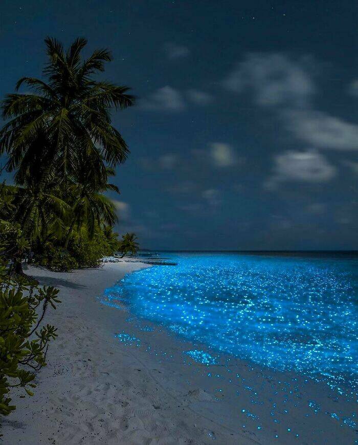 fascinating photos - holbox island bioluminescence