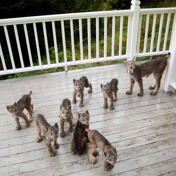fascinating photos - lynx kittens on porch - rim Newtons