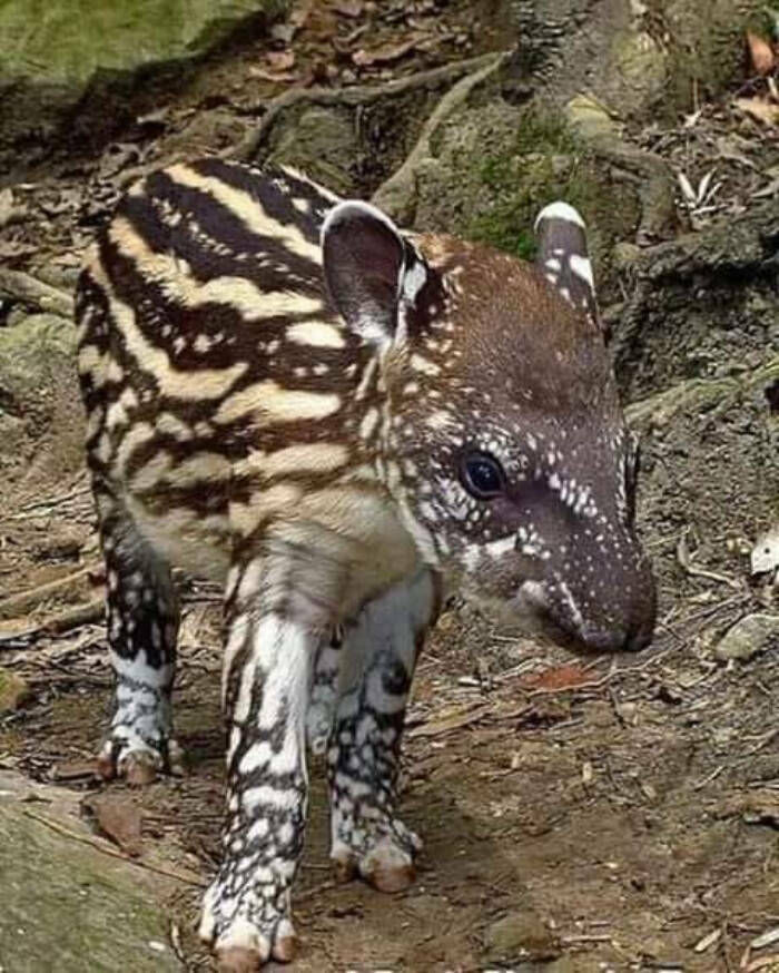 fascinating photos - South American tapir
