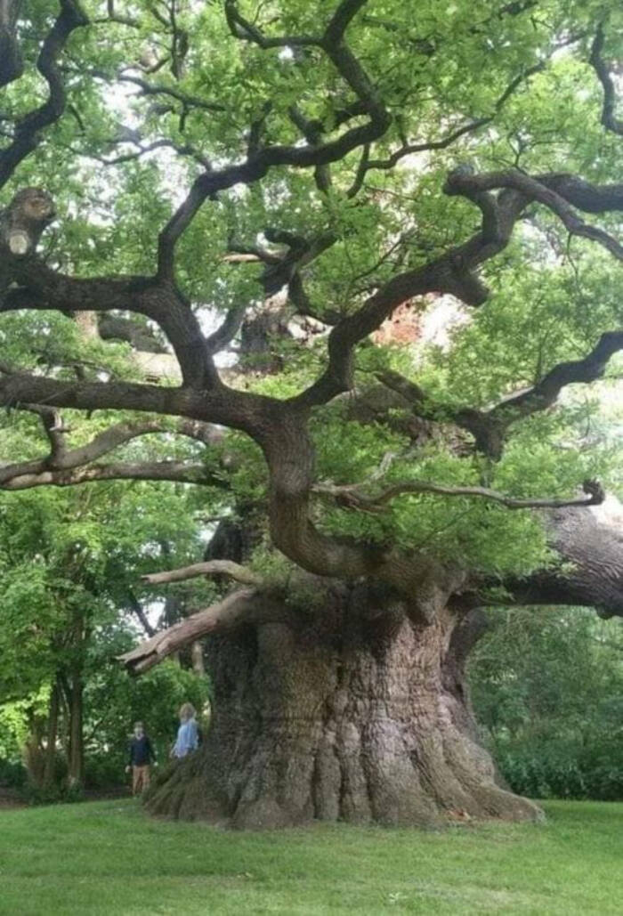 fascinating photos - 800 year old oak tree