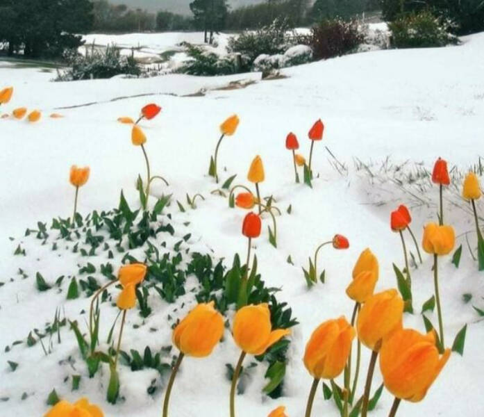 fascinating photos - tulips in snow