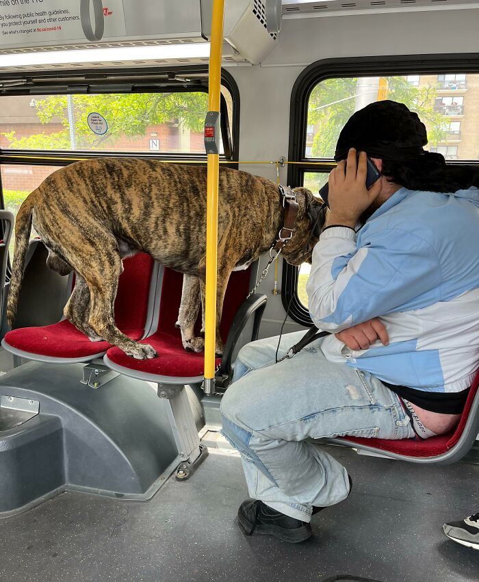 Dude Takes His Massive Mastiff On The Bus And Fails To Control The Dog. Dog Is Barking Every 10 Seconds. Bonus Points For The Dude's Butt Hanging Out