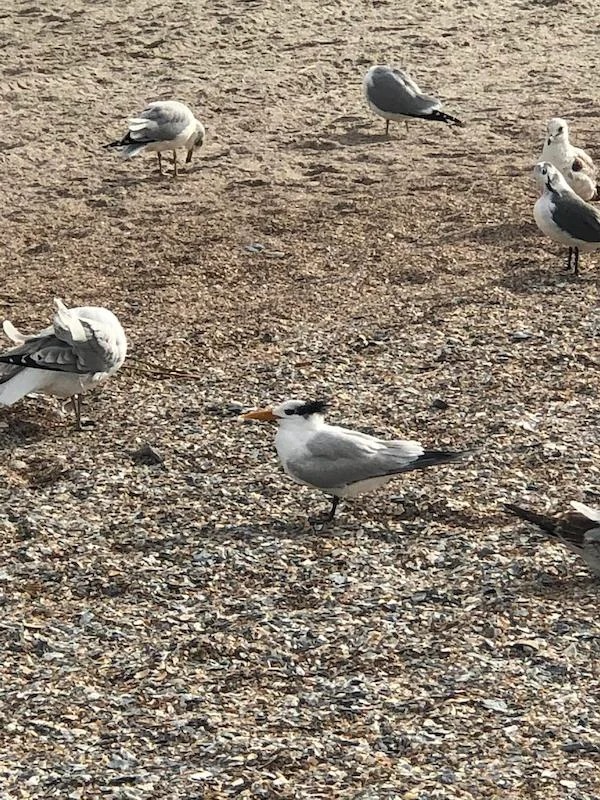 This bird that looks like Danny DeVito