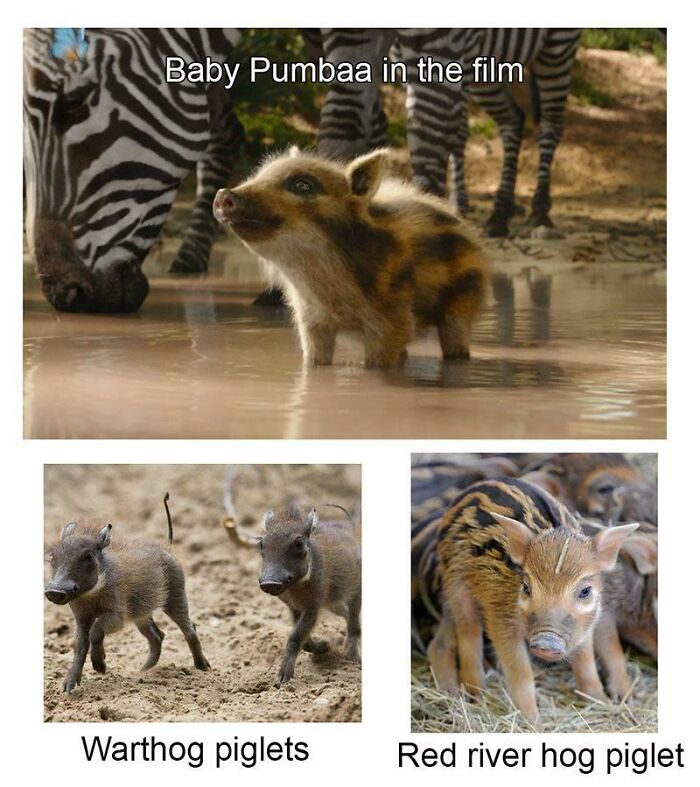 movie mistakes - baby pumbaa live action - Baby Pumbaa in the film Warthog piglets Red river hog piglet