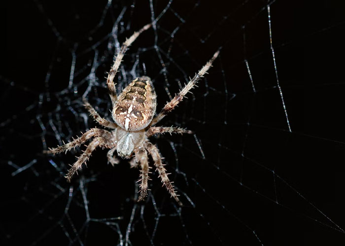 My stepbrother had a basement that was full of gigantic spiders. And I mean huge spiders of all kinds. Wolf spiders near the floor, black widows in the corners, and giant spindly ones near the ceiling. It’s terrifying.