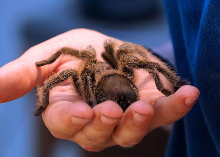 Not my story, but my mom was playing with her sister and decided to scare her. They had big rubber insects, my mom had a grasshopper and my aunt had a fly, but my mom could not remember what her sister had. So when she saw a giant spider, like paper plate sized, she went to grab it, but it's leg moved,so of course my mom and my aunt freaked out.