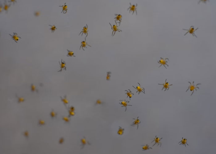 Sister and I went downstairs to try and find my softball bag so we could play catch in the backyard. I bent down to lift up a blanket and there were hundreds of baby spiders crawling on the underside of the blanket