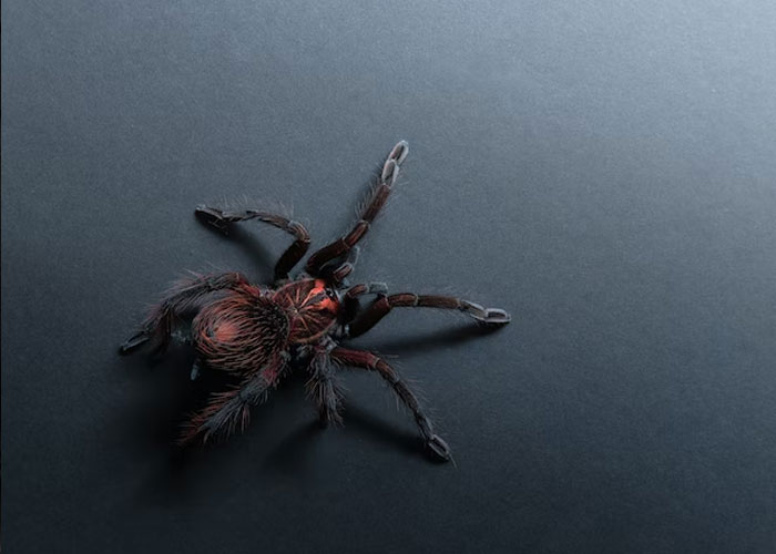 a tarantula. We don't live in a place where they are normally, and none of us had one for a pet. After screaming our heads off, mom sucked it up in her vacuum. I still remember the kathunk it made