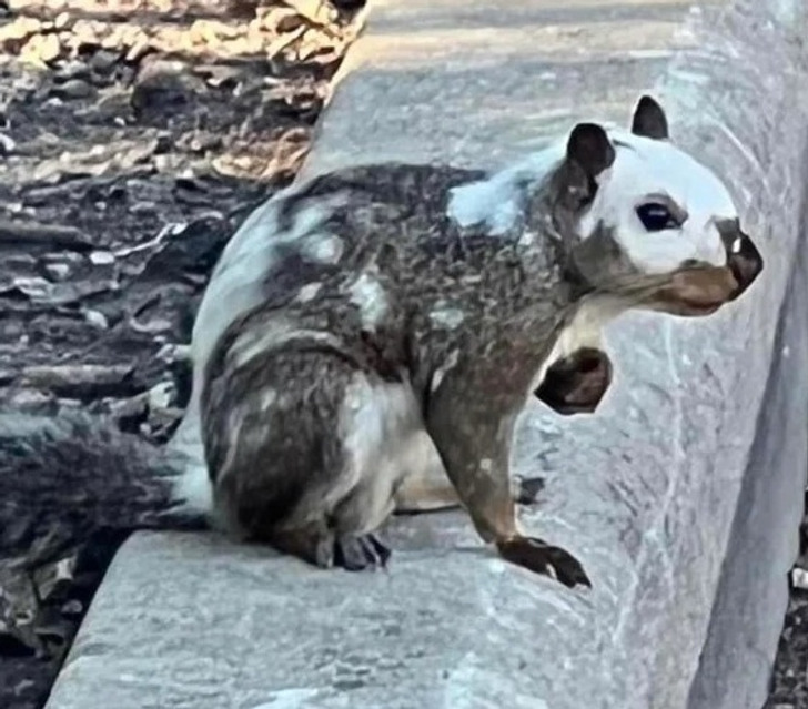 “This piebald squirrel that was spotted in the park today”