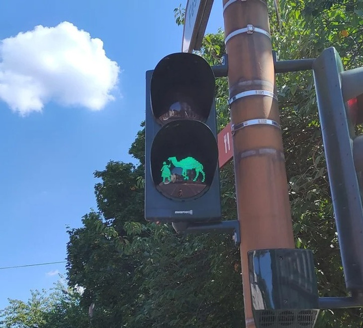 “This traffic light in Germany has a little girl and a camel as signal lights.”