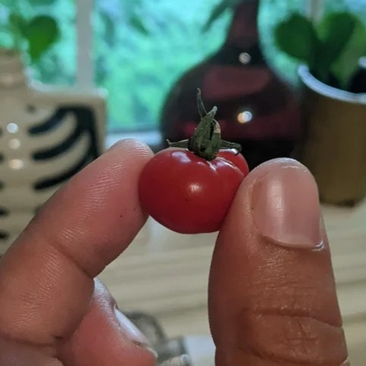 “My partner’s most recent tomato harvest”