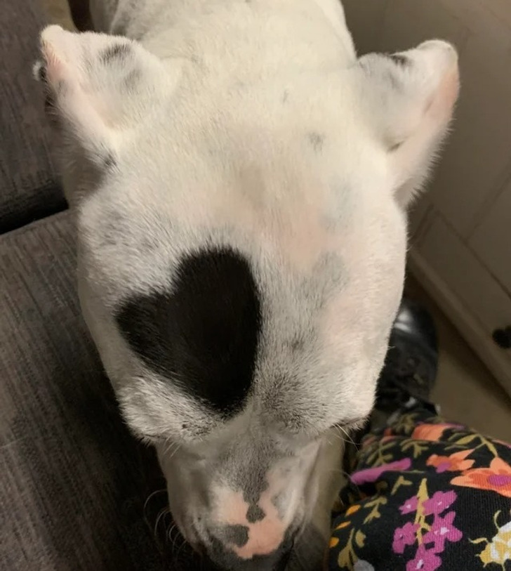 “This lovely heart mark on my best friend’s dog”