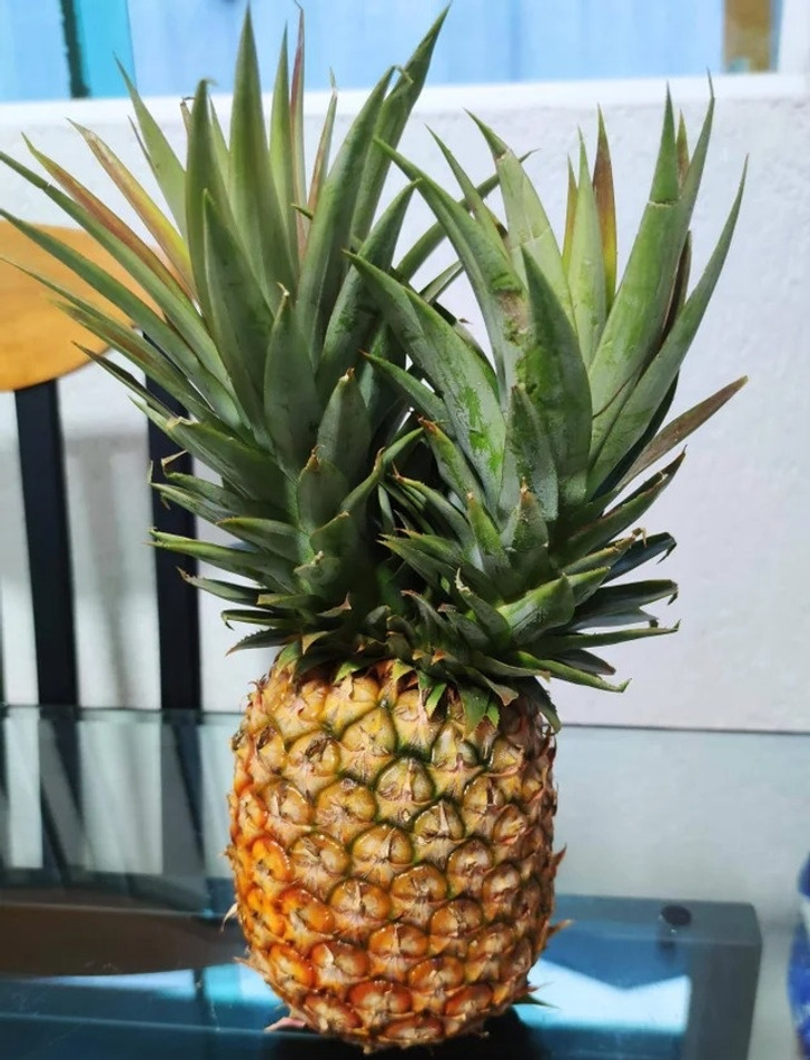 “This double crown pineapple I found today”