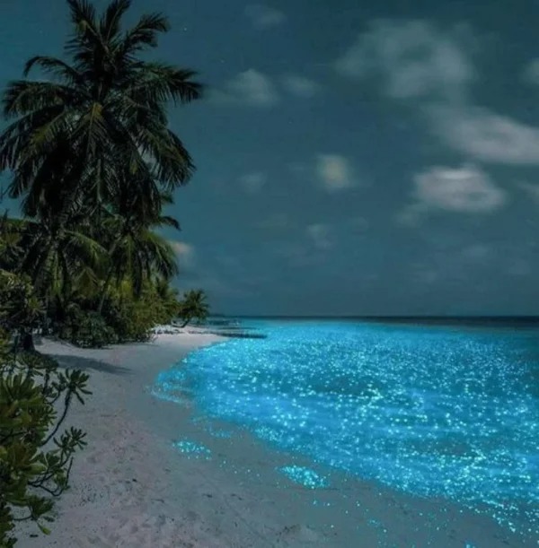 This Is Bioluminescent Phytoplankton