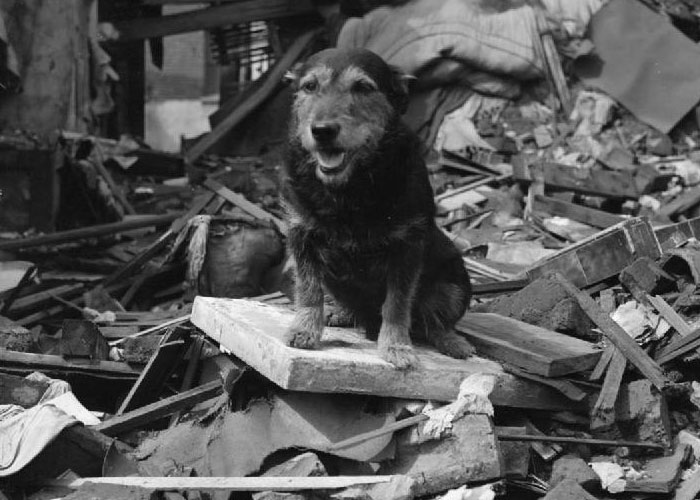 Rip was a stray dog adopted by an Air Raid Patrol in WW2. Although not trained for rescue work, he sniffed out over 100 victims trapped beneath buildings. He was awarded the Dickin medal for his work, which has been held partially responsible for prompting the training of search and rescue dogs.