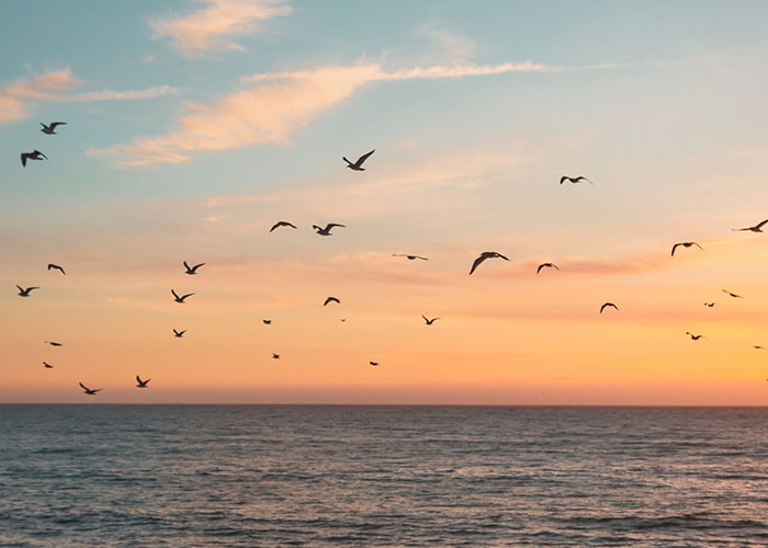 that scientists trying to study birds in Australia fitted them with tracking harnesses, and the birds helped each other take the harnesses off.