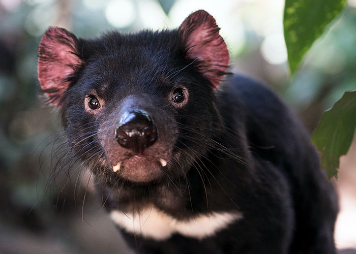 Tasmanian Devils bear up to 50 babies, but only have four nipples. The first four babies that successfully make it from the birth canal into the pouch stand a chance of surviving, while the rest die and are eaten by the mother.