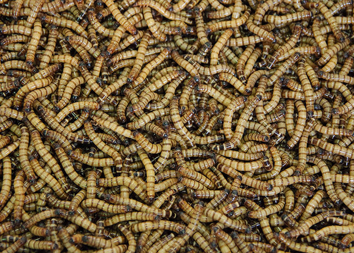 that maggot therapy is an FDA approved treatment option for ulcers and wounds to promote healing. Live maggots are placed at the site of injury and eat the necrotic tissue, while also secreting anti-microbial chemicals.