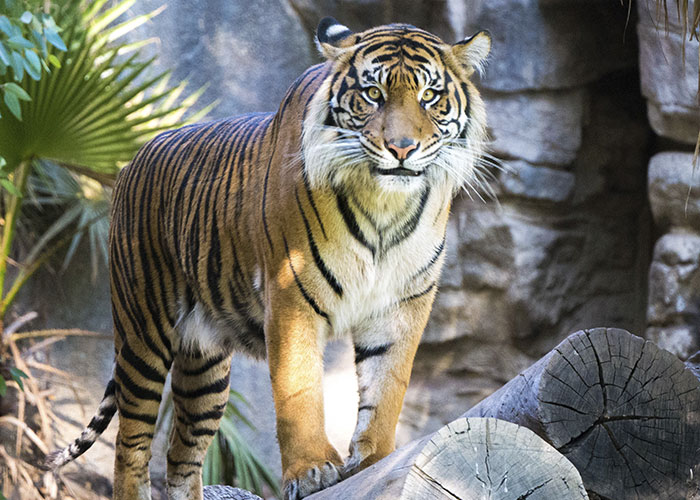 after tigers escaped from a zoo in Georgia and killed a man, advice was issued on what to do if you meet a tiger, including: don’t approach it, don’t run away, and don’t urinate