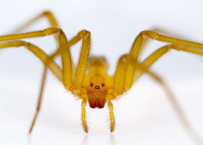 of the museum infested with the Chilean Recluse spider (Loxosceles laeta), widely considered to be the most venomous of its kind. The museum, Finnish Museum of Natural History, is located in Helsinki & no one is sure how the spider, native to South & Central America, came into the museum.