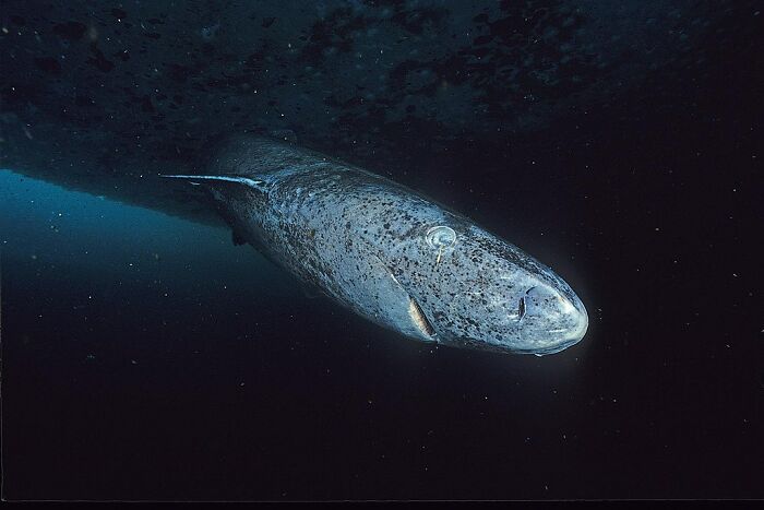 Greenland sharks can become up to 400 years old and don’t reach sexual maturity until they’re 150