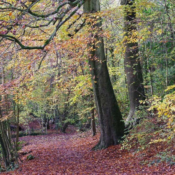 There are more trees on planet earth (~3 trillion) than there are stars in our galaxy (~800 billion).

Note it says our galaxy (the milky way), not the entire universe. Still I find the sheer number of trees on our planet impressive