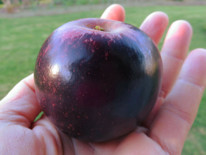 Black apples exist.

We tend to think of apples as being red, though there are, of course, some popular green and yellow varieties. But did you know there are also black apples? Called Black Diamond apples, they're found in Tibet and are from the Hua Niu family of apples, also known as Chinese Red Delicious. Aside from the black outer color—actually an extremely dark shade of purple—these apples look just like other Red Delicious apples, down to the white flesh inside.