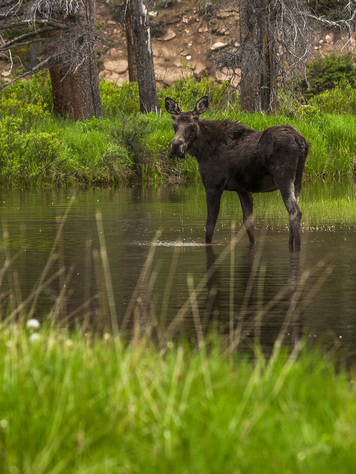 Moose are naturally attacked by orcas.