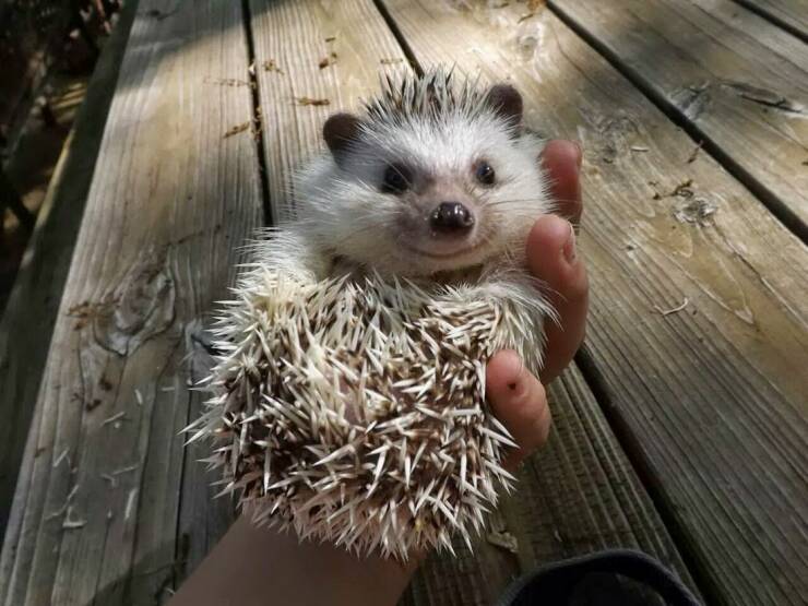Fascinating world photos - cute hedgehog