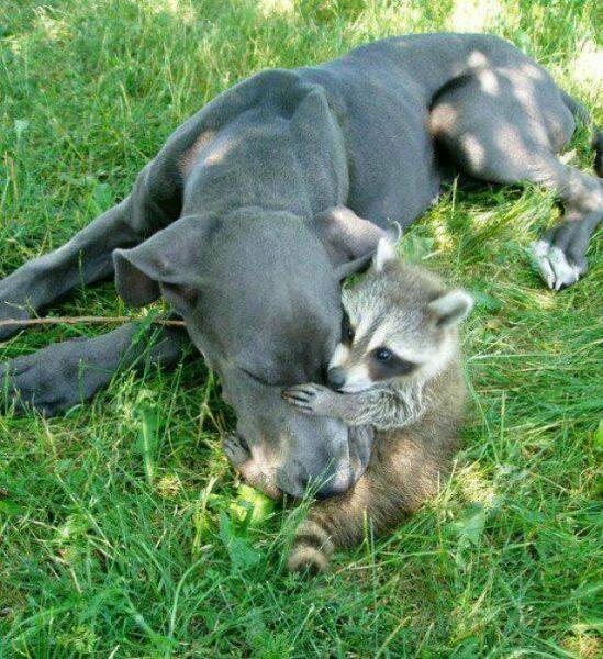 Fascinating world photos - raccoon hugs