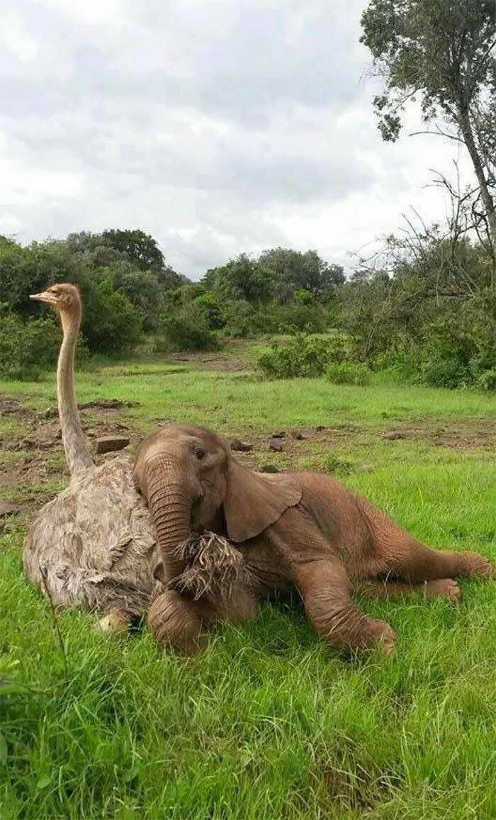 Fascinating world photos - baby elephant and ostrich
